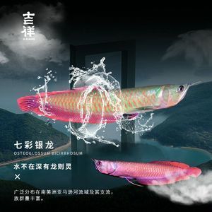 七彩銀龍魚和銀龍哪個貴：七彩銀龍魚與銀龍魚的價格差異 龍魚百科