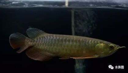 龍魚(yú)全身立鱗多久能好?。糊堲~(yú)全身立鱗多久能好 龍魚(yú)百科 第1張