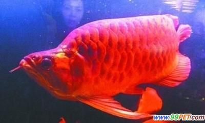 最貴的雷龍魚(yú)品種：世界上最大的紅龍魚(yú)大概有多大？