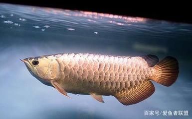 養(yǎng)龍魚的講究是什么意思