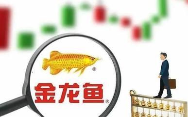 辦公室龍魚缸放在什么位置好：百度金龍魚的懂事長(zhǎng)是誰(shuí)？ 龍魚百科 第3張