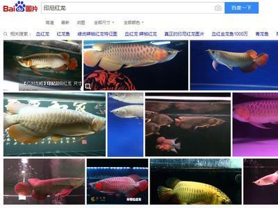 辦公室龍魚缸放在什么位置好：百度金龍魚的懂事長(zhǎng)是誰(shuí)？ 龍魚百科 第1張