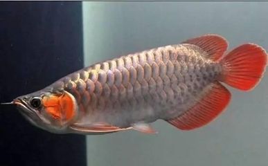 龍魚(yú)細(xì)菌性感染：如何治療龍魚(yú)細(xì)菌性感染 龍魚(yú)百科