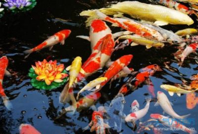 屬龍養(yǎng)魚有什么講究：屬龍人養(yǎng)魚需要注意fish種類、顏色、魚缸擺放位置 龍魚百科 第3張