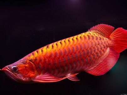 紅龍魚一邊腮殼腫了：紅龍魚獸醫(yī)治療方案 龍魚百科 第1張