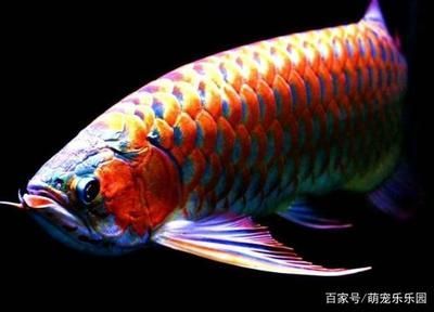 龍魚分雌雄嗎：關(guān)于龍魚雌雄特征的一些信息，希望對你有所幫助幫助