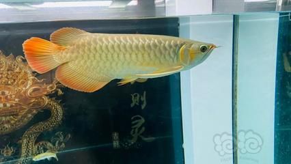 龍魚換水什么時間最好：龍魚換水什么時間最好龍魚換水什么時間最好 龍魚百科 第3張