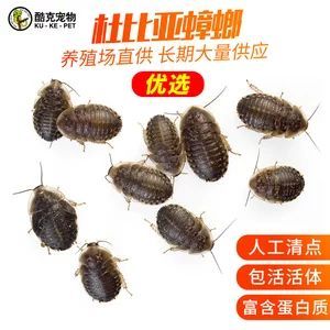 龍魚多大缸可以養(yǎng)：龍魚的成年尺寸是決定魚缸大小的關(guān)鍵因素的信息