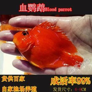 龍魚多大缸可以養(yǎng)：龍魚的成年尺寸是決定魚缸大小的關(guān)鍵因素的信息