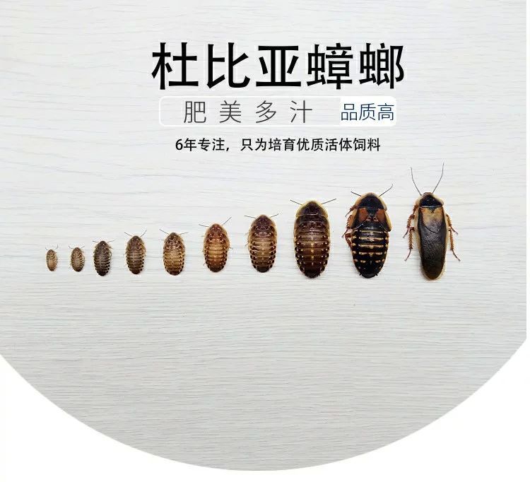 龍魚多大缸可以養(yǎng)：龍魚的成年尺寸是決定魚缸大小的關(guān)鍵因素的信息