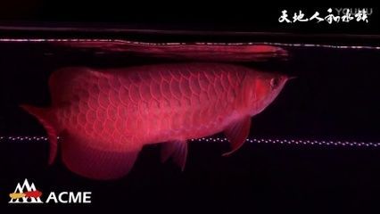 龍魚一直開燈可以么：超級紅龍魚在港澳臺地區(qū)價格逾百萬元，是一種珍貴的觀賞價值 龍魚百科 第3張