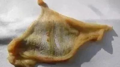 龍魚把食物嚼碎又吐出來會死嗎為什么：龍魚嚼碎食物后吐出來的行為會影響健康和壽命嗎 龍魚百科 第1張