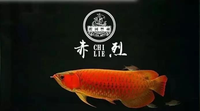 龍魚把食物嚼碎又吐出來會死嗎為什么：龍魚嚼碎食物后吐出來的行為會影響健康和壽命嗎 龍魚百科 第2張