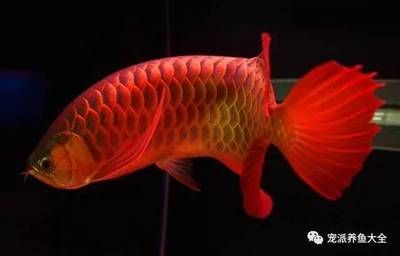 紅龍魚后三鰭怎么養(yǎng)會大：如何正確飼養(yǎng)紅龍魚的后三鰭