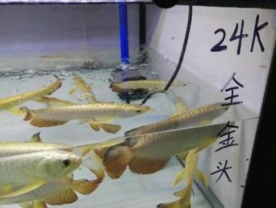 鸚鵡魚欺負(fù)銀龍魚：印尼的龍魚批發(fā)市場(chǎng) 龍魚百科