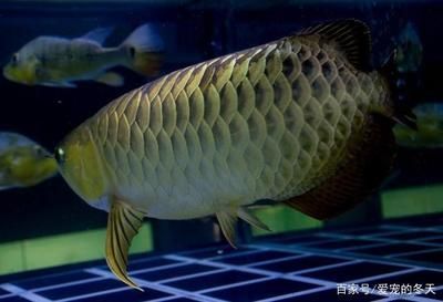 龍魚養(yǎng)幾條比較好看：如何選擇龍魚 龍魚百科