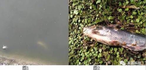 龍魚死掉魚頭朝上還是朝下好：當(dāng)龍魚死亡后，其頭部姿勢并不一定能指示出它是如何死的 龍魚百科