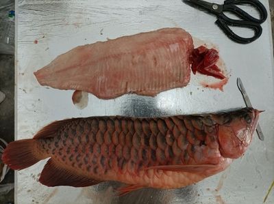 龍魚喂大魚肉好嗎：關(guān)于龍魚喂大魚肉是否合適，龍魚喂大魚肉是否合適 龍魚百科