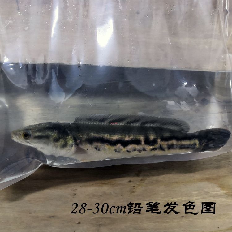 野采雷龍魚苗：野采雷龍魚苗方法和注意事項(xiàng) 龍魚百科 第3張