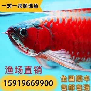 龍魚苗好養(yǎng)嗎怎么養(yǎng)殖的好：龍魚苗養(yǎng)殖的注意事項 龍魚百科