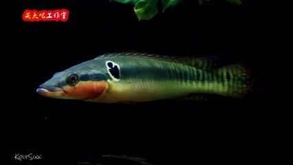 龍魚為啥叫龍魚：為什么龍魚被稱為“龍魚”？