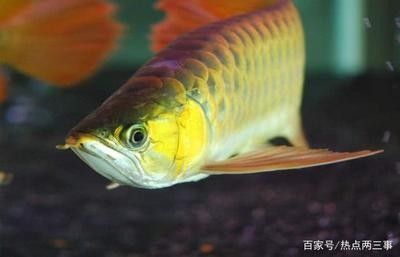 龍魚觀賞魚市場價：觀賞魚中的龍魚價格因品種、發(fā)