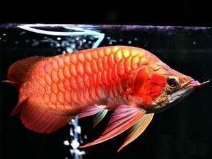 龍魚交易：關(guān)于龍魚交易的一些關(guān)鍵信息