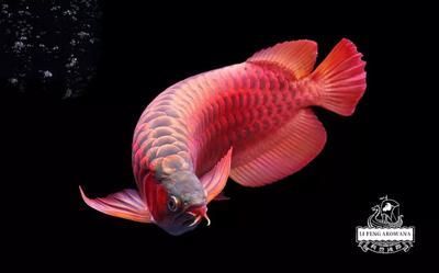 紅龍魚(yú)什么燈光比較合適養(yǎng)：紅龍魚(yú)燈光選擇的建議