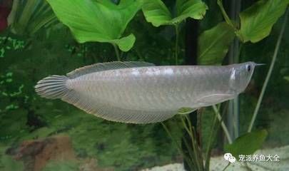 鸚鵡魚銀龍魚：鸚鵡魚和銀龍魚可以一起混養(yǎng)但需要注意以下幾點 龍魚百科 第1張