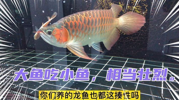 金龍魚吃小魚嘛還是大魚：金龍魚吃小魚嗎？ 龍魚百科