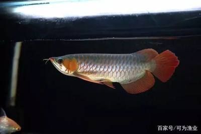 龍魚怎么會(huì)掉眼睛呢：龍魚為什么會(huì)掉眼？ 龍魚百科 第3張