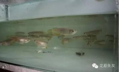 龍魚不下缸底吃食物怎么辦：龍魚不下缸底吃食物可能由多種因素引起龍魚的食欲 龍魚百科 第1張