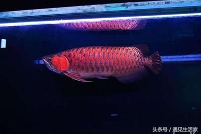 紅龍魚(yú)白缸發(fā)色怎么回事：白缸對(duì)紅龍魚(yú)發(fā)色的影響 龍魚(yú)百科