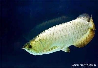 龍魚多久成年長大：龍魚的成年時(shí)間和生長速度取決于多個(gè)因素 龍魚百科 第2張