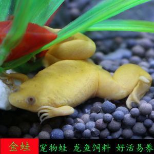 龍魚吃金蛙的好處是什么：龍魚吃金蛙有哪些好處？ 龍魚百科 第1張