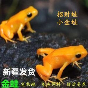 龍魚吃金蛙的好處是什么：龍魚吃金蛙有哪些好處？ 龍魚百科 第3張