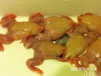 龍魚吃金蛙的好處是什么：龍魚吃金蛙有哪些好處？ 龍魚百科 第2張