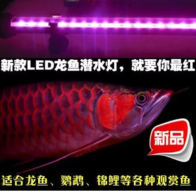 龍魚(yú)多大才上15000k燈：龍魚(yú)多大才上15000k燈管