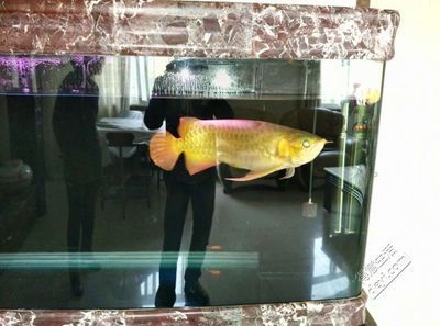 龍魚 論壇：fish8000水族論壇龍魚討論專版特色觀賞魚技術(shù)版塊專 龍魚百科 第3張