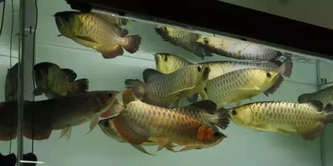 龍魚 論壇：fish8000水族論壇龍魚討論專版特色觀賞魚技術(shù)版塊專 龍魚百科 第1張