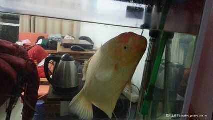 龍魚 論壇：fish8000水族論壇龍魚討論專版特色觀賞魚技術(shù)版塊專 龍魚百科 第2張