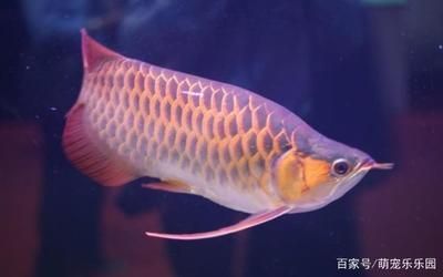 龍魚體型特點(diǎn)有哪些：龍魚是一種具有獨(dú)特體型特點(diǎn)的魚類 龍魚百科 第2張