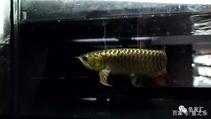 龍魚怎么改口吃飼料：如何訓(xùn)練龍魚改口吃飼料 龍魚百科 第2張