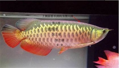 賣龍魚(yú)的網(wǎng)站叫什么