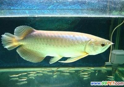 龍魚(yú)年齡怎么看好壞：如何判斷一條龍魚(yú)的好壞？