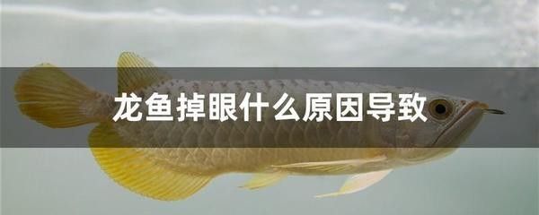 龍魚老是在缸上面游：為什么龍魚老是在缸上面游