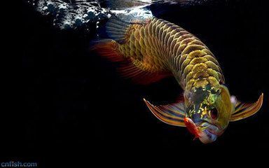 金龍魚(yú)魚(yú)類(lèi)：世界上最大的淡水魚(yú)——金龍魚(yú)