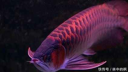 紅龍魚吃食不猛是怎么回事：為什么紅龍魚吃食不猛？