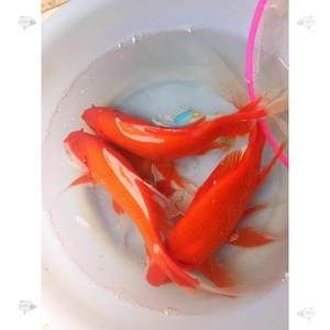 紅龍魚能吃熟蝦嗎怎么喂：紅龍魚可以吃熟蝦嗎