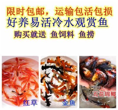 紅龍魚能吃熟蝦嗎怎么喂：紅龍魚可以吃熟蝦嗎